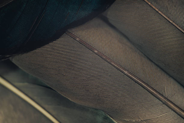 istock Close up Beautiful Bird feather pattern background for design texture. Macro photography view. 1199214959