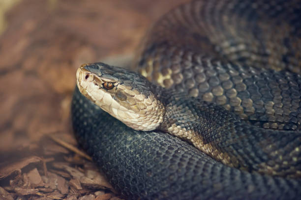istock Florida Cottonmouth snake 1199215000