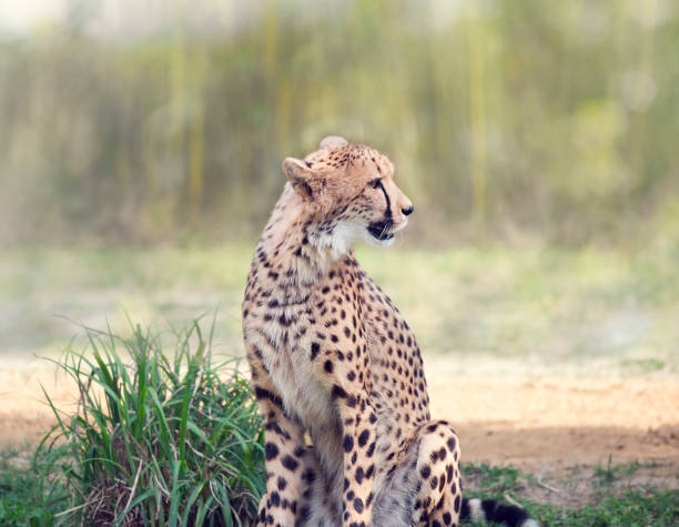 istock Cheetah siitting in a grassland 1199215027