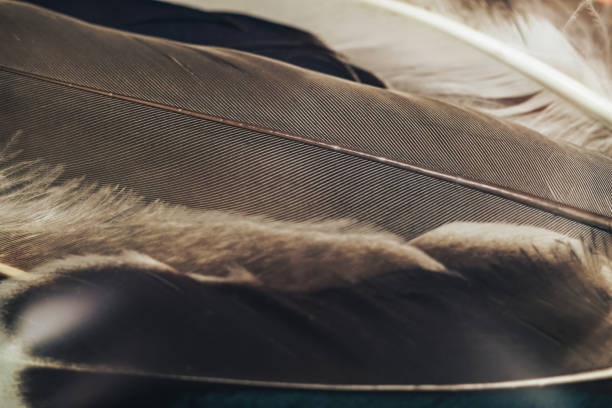 istock Close up Beautiful Bird feather pattern background for design texture. Macro photography view. 1199215244