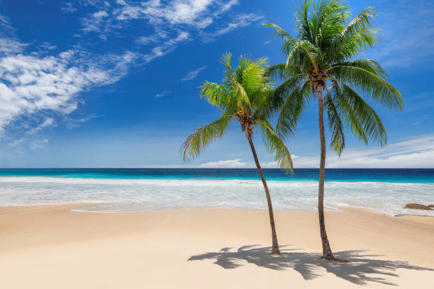 istock Beach palm trees on tropical island 1199215258