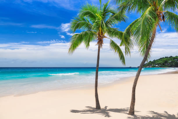 istock Beach palm trees on tropical island 1199215260