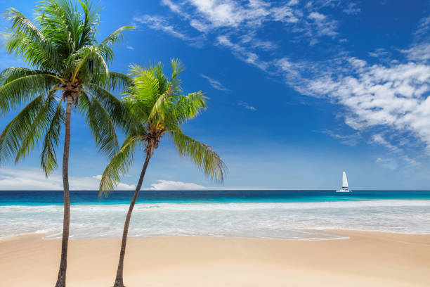 istock Paradise beach on Caribbean sea 1199215262