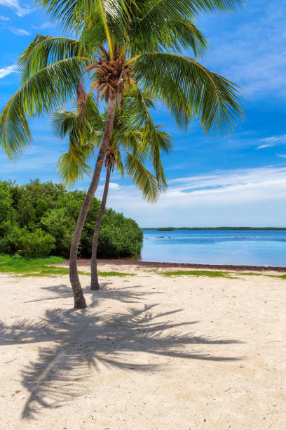 istock Tropical beach in Florida keys 1199215267