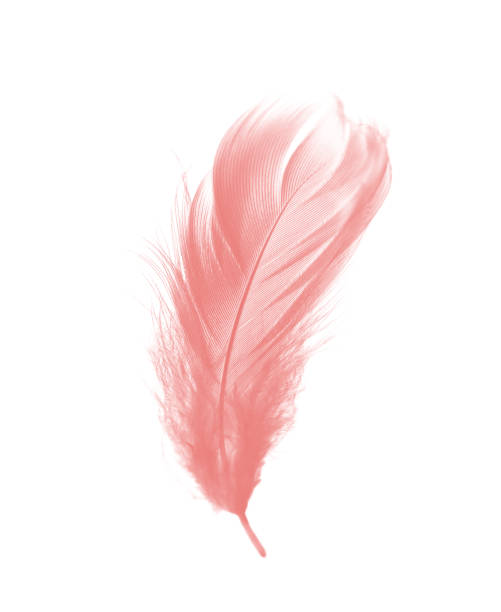 istock Beautiful light pink feather isolated on white background 1199215304