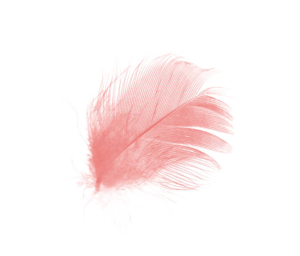 istock Beautiful light pink feather isolated on white background 1199215314