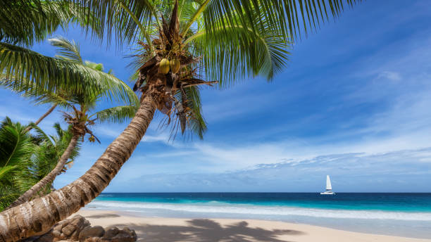 istock Tropical beach with palm trees and a sailing boat 1199215324