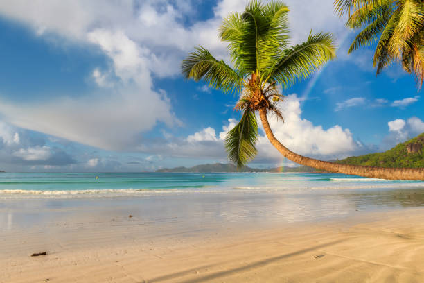 istock Tropical paradise beach with coconut palms at sunset 1199215347