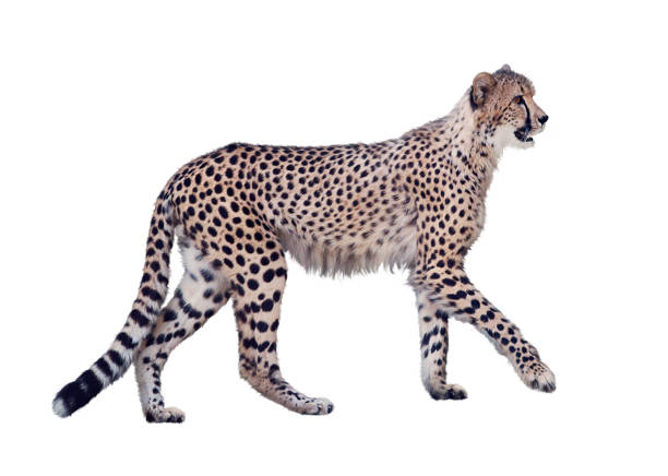 istock walking cheetah isolated on white 1199215349