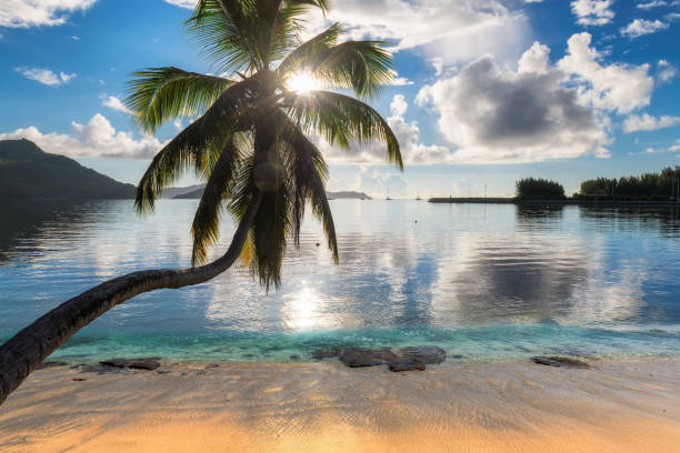 istock Coco palm on exotic beach at sunrise 1199215351