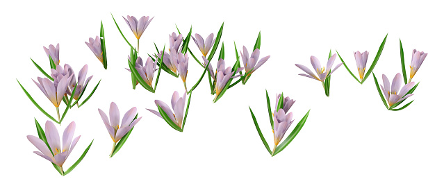 3D rendering of crocus flowers isolated on white background