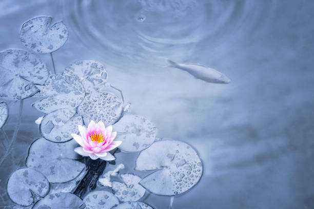 istock Pink Water Lily in blue toned pond 1199216033