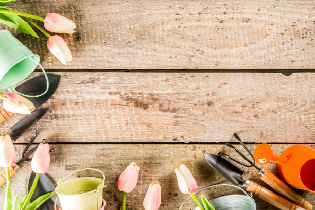 istock Gardening tools and flowers 1199216783