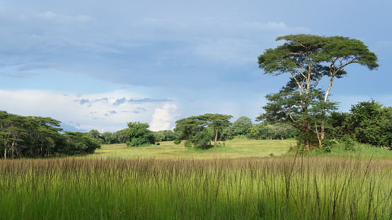 Wild savannah in the South of DRC