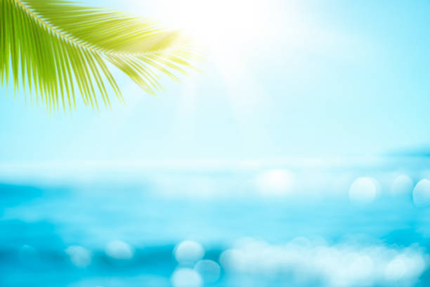 istock Blur beautiful nature green palm leaf on tropical beach with bokeh sun light wave abstract background. 1199220818