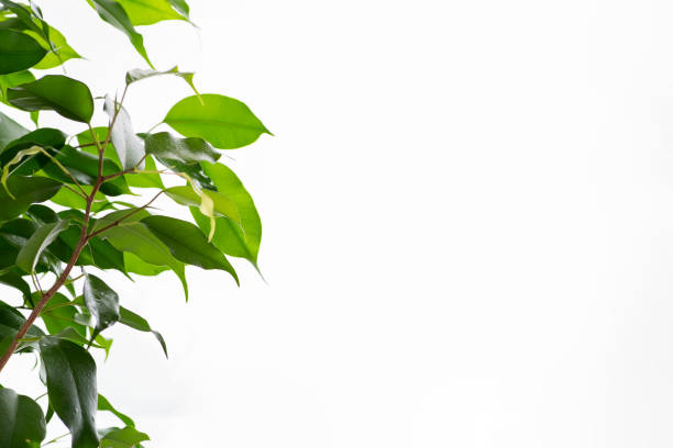 istock Beautiful frame green leaf with drops of water on gray background 1199221612