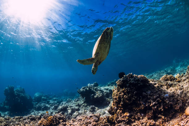 istock Sea turtle glides in ocean. Underwater view with turtle 1199223775