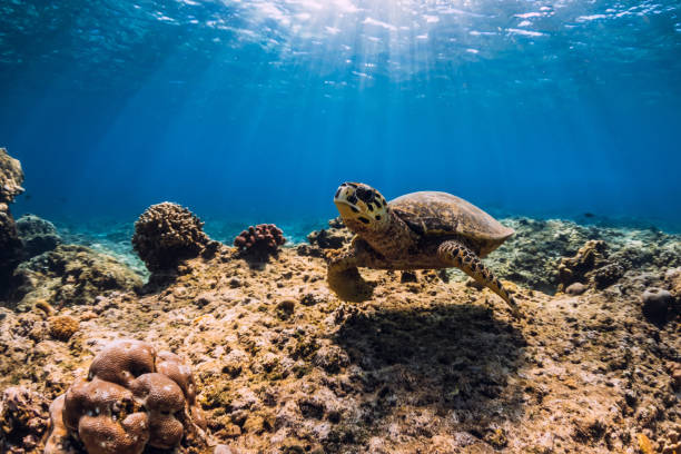 istock Sea turtle glides in ocean. Underwater view with turtle 1199223882