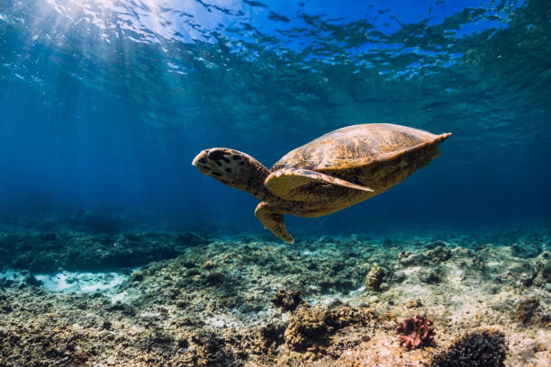 istock Sea turtle glides in ocean. Underwater view with turtle 1199223946