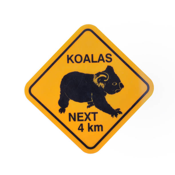 istock australia roadsign caution koalas isolated on white background 1199224245