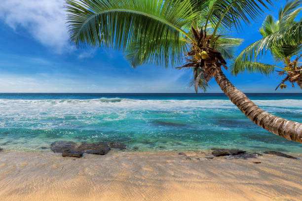 Beautiful tropical white sand beach and coconut palm trees in paradise exotic island in indian ocean, Seychelles