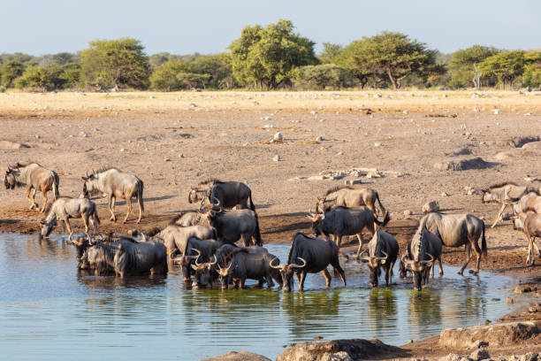 istock big herd of wild Blue Wildebeest Gnu, Namibia Africa 1199225981