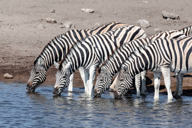 istock drinking herd of zebra in Etosha Namibia Africa 1199226093