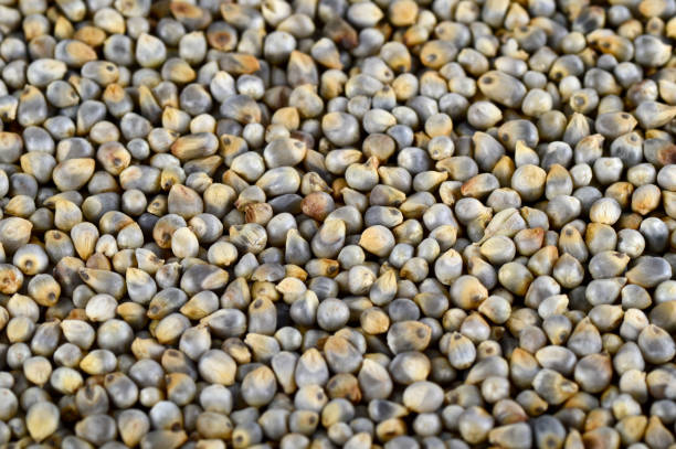 istock Pearl millet (Bajra) as background. Close up. 1199227791