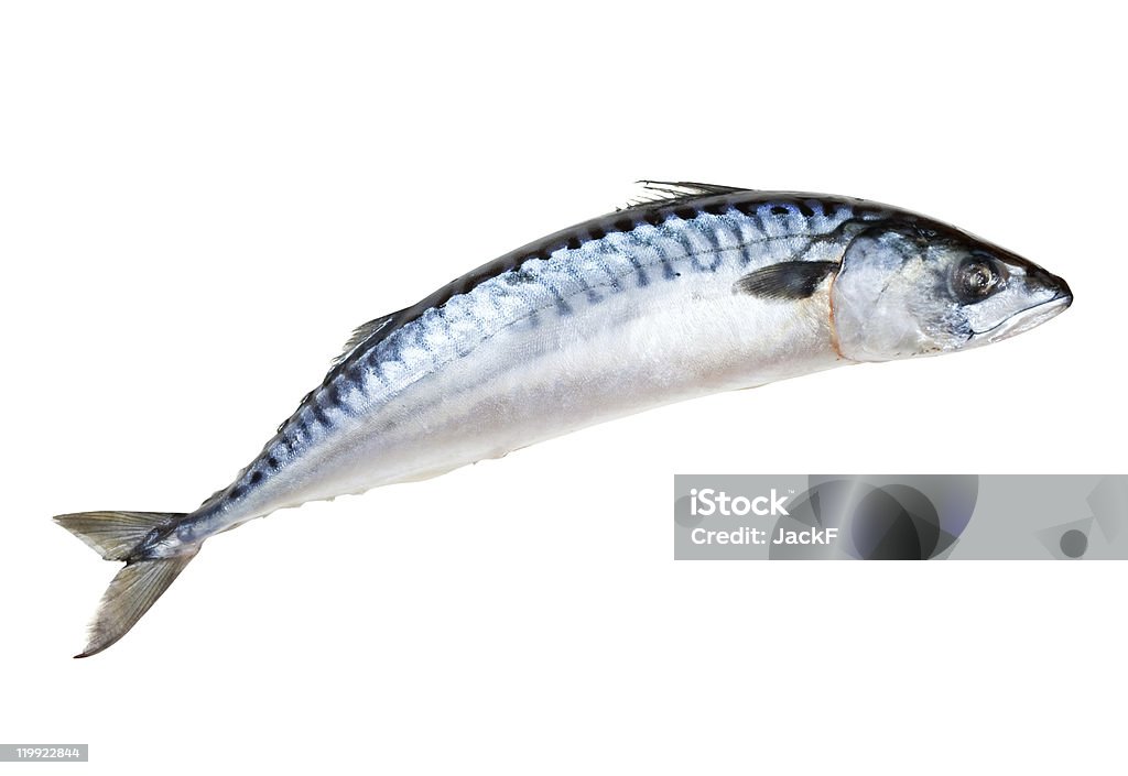 Makrele Fisch - Lizenzfrei Farbbild Stock-Foto