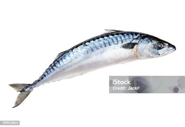 Makrele Fisch Stockfoto und mehr Bilder von Farbbild - Farbbild, Fisch, Fische und Meeresfrüchte