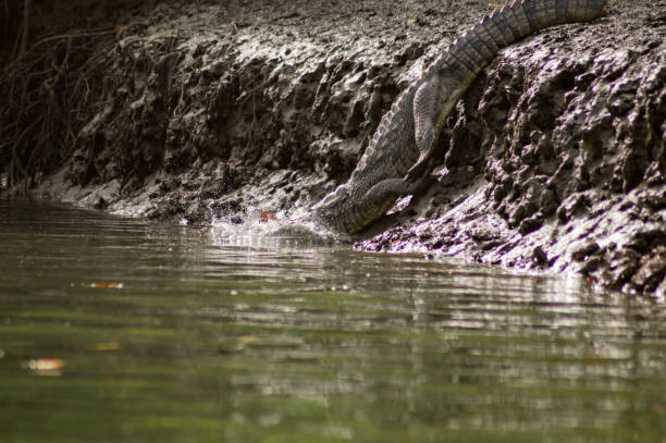 istock Crocodile walking along the Gambia river 1199229295