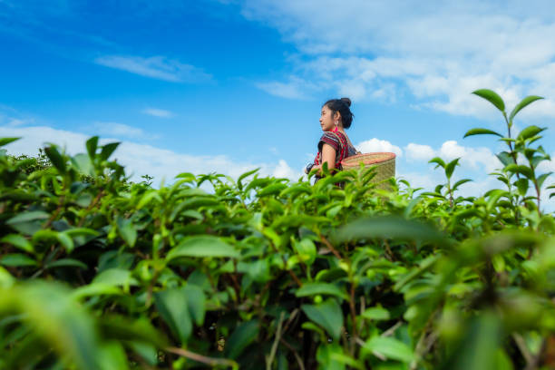 beautiful asian woman Harvesting tea leaves in the morning, tea leaves in the field of tea, Tea Crop, China - East Asia, Picking - Harvesting, Camellia sinensis, Chinese Culture, dong stock pictures, royalty-free photos & images