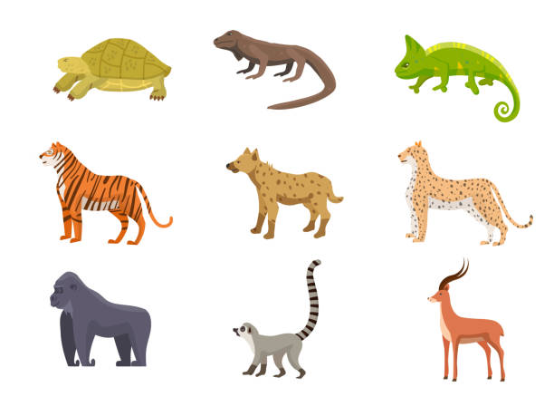 ilustraciones, imágenes clip art, dibujos animados e iconos de stock de animales salvajes africanos ilustraciones vectoriales planas conjunto - desert animals