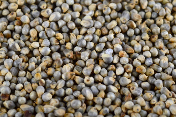 istock Pearl millet (Bajra) as background. Close up. 1199231248