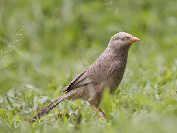 istock A single Yellow-billed Babbler among grasses 1199231375