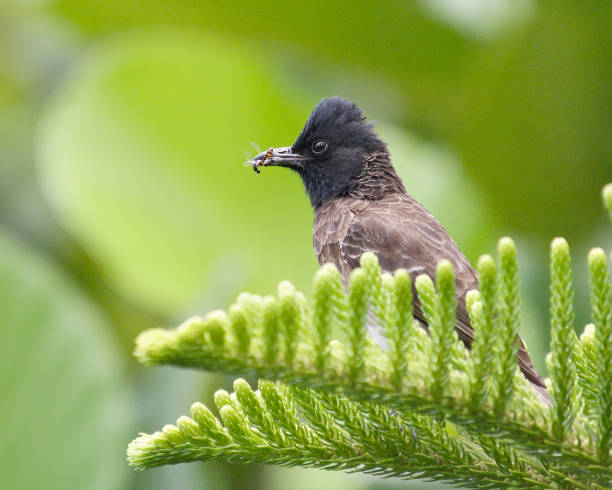 A single Red-vented Bulbul (Pycnonotus cafer) captures and holds insects in its bill