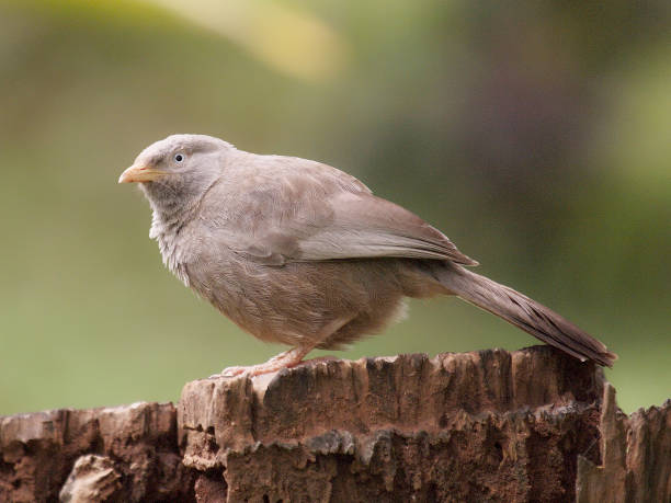 istock A single Yellow-billed Babbler rests on a tree stump 1199231483