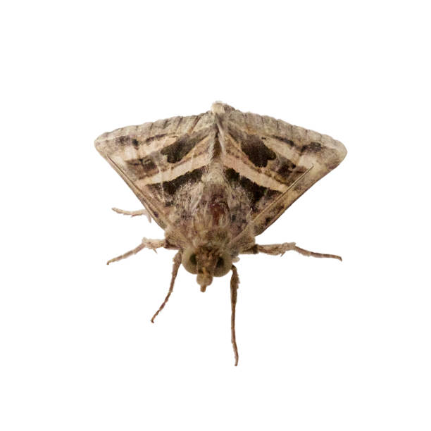 istock Front View Of A Pyralidae Moth In Northern Peru 1199231507