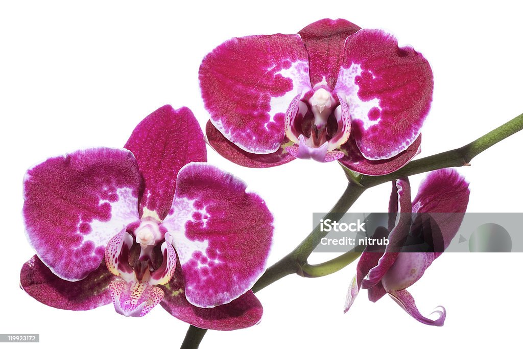 orchid - Foto de stock de Botânica - Assunto royalty-free