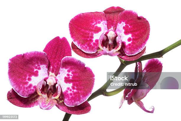 Foto de Orchid e mais fotos de stock de Botânica - Assunto - Botânica - Assunto, Bouquet, Crescimento