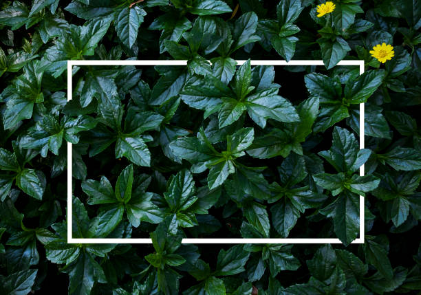 istock Flat lay creative of white paper card note on minimal nature green leaf. Reservation environment and copy space concept for add text. 1199232662