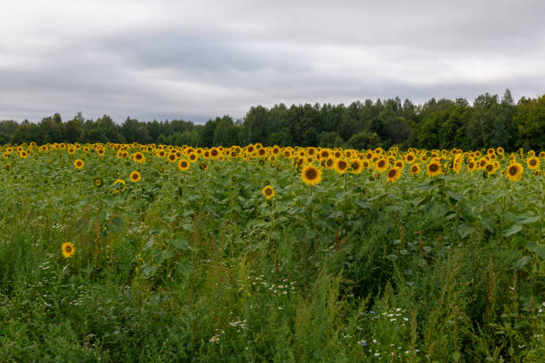 Sunflower field landscape natural background