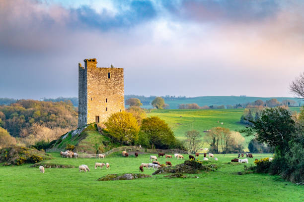 Carrigaphooca Castle photographed from the north east in the evening Carrigaphooca Castle photographed from the north east in the evening. The Rock of the Fairies. Ireland. county cork stock pictures, royalty-free photos & images