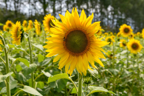 istock Sunflower field landscape natural background 1199235027