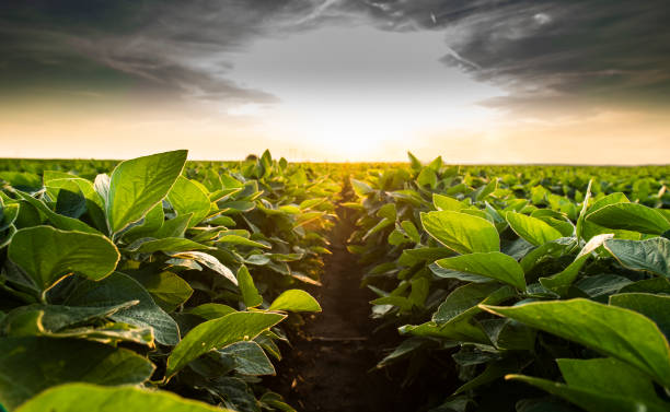 istock Open soybean field at sunset.Soybean field . 1199235107