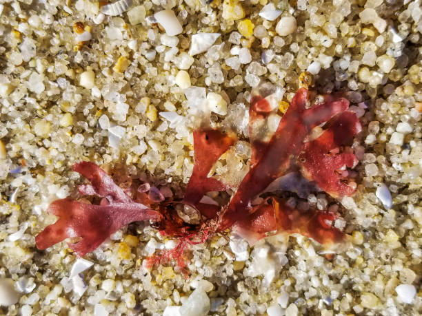 Red algae Irish or carrageen moss, Chondrus crispus, over the sand beach in Galicia, Sp0ain