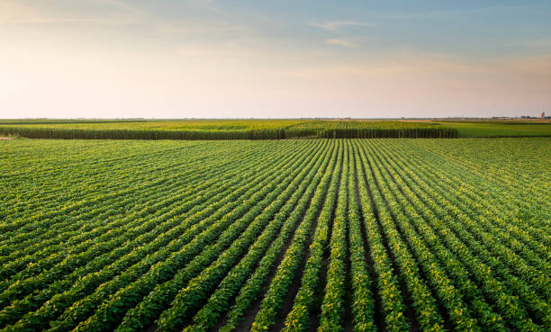 istock Open soybean field at sunset.Soybean field . 1199235145