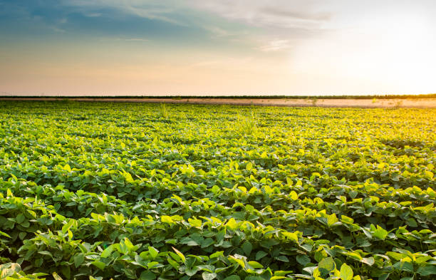 istock Open soybean field at sunset.Soybean field . 1199235159