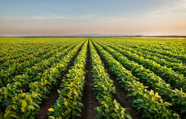 istock Open soybean field at sunset.Soybean field . 1199235168
