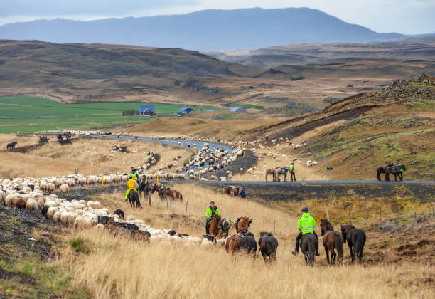 아이슬란드 중부에서 매년 양 순례 - icelandic sheep 뉴스 사진 이미지